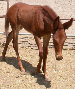 Foal Fmisht