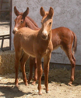 Foals Fmisht and Cavort