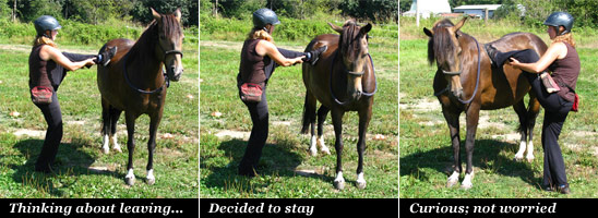 Poetica Demonstrating Horse Behavior